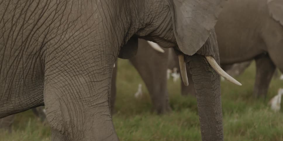 Close up of several elephant eating grass