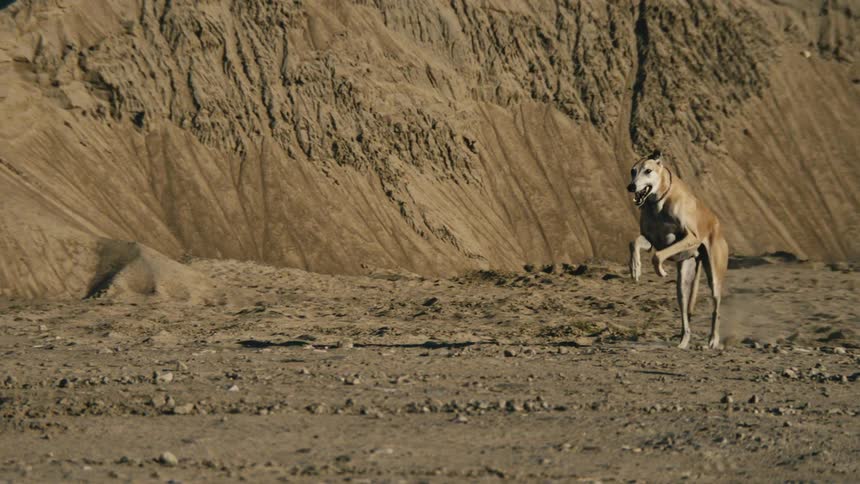 A lean greyhound dog gracefully runs in slow motion across a sandy quarry on a sunny day