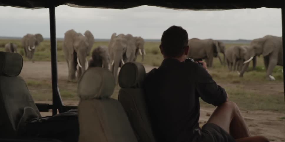 Tourist takes a picture of elephants in the field