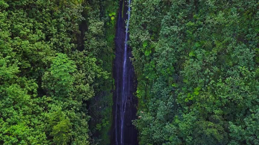 An aerial view slowly ascends over a tall, thin waterfall hidden within a dense, vibrant green tropical jungle