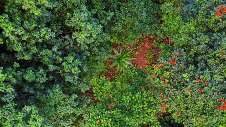 A slow ascending top-down aerial view reveals a lush tropical jungle canopy with vibrant green trees and red flowers
