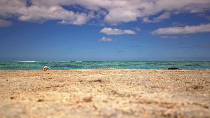 A lone hermit crab makes its way across a sandy tropical beach with the clear turquoise ocean in the distance
