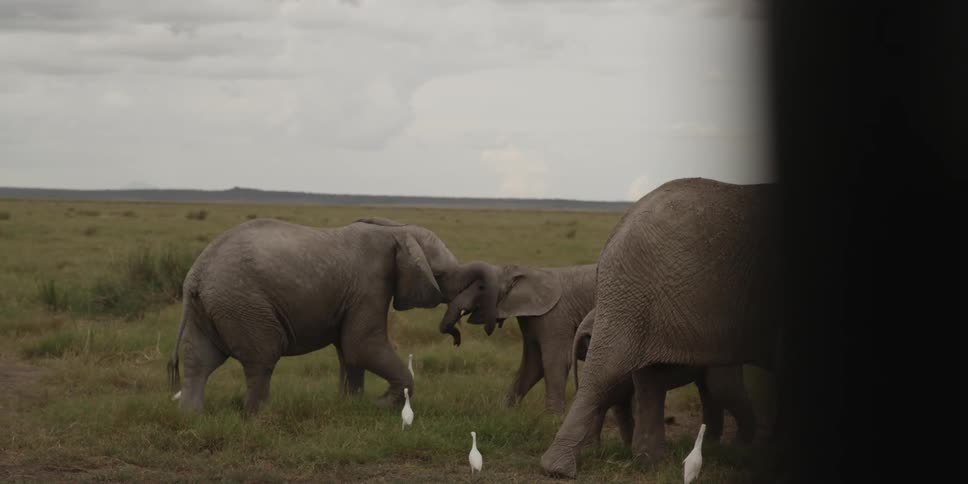 Two elephants play fight while others stand off to the side