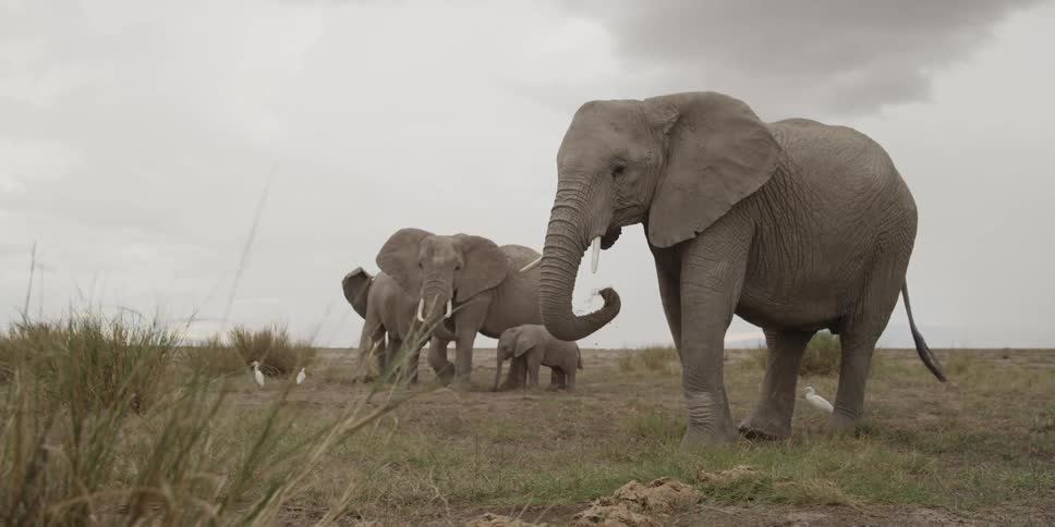 Herd of elephants standing in a field
