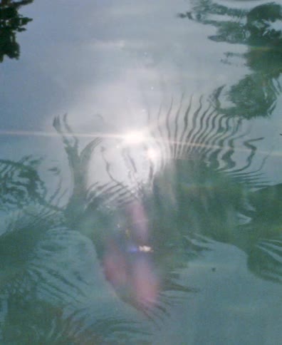 An abstract, dreamlike reflection of palm trees and the sun shimmers on the rippling surface of water