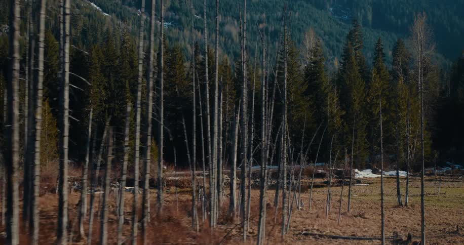 A rugged off-road vehicle drives along a dirt road through a stark forest of dead trees at the base of a mountain