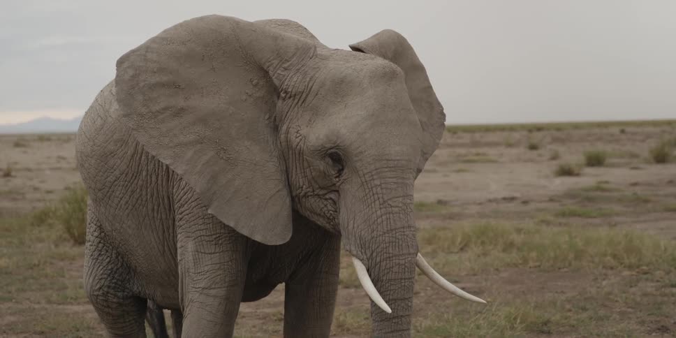 An elephant on a savannah