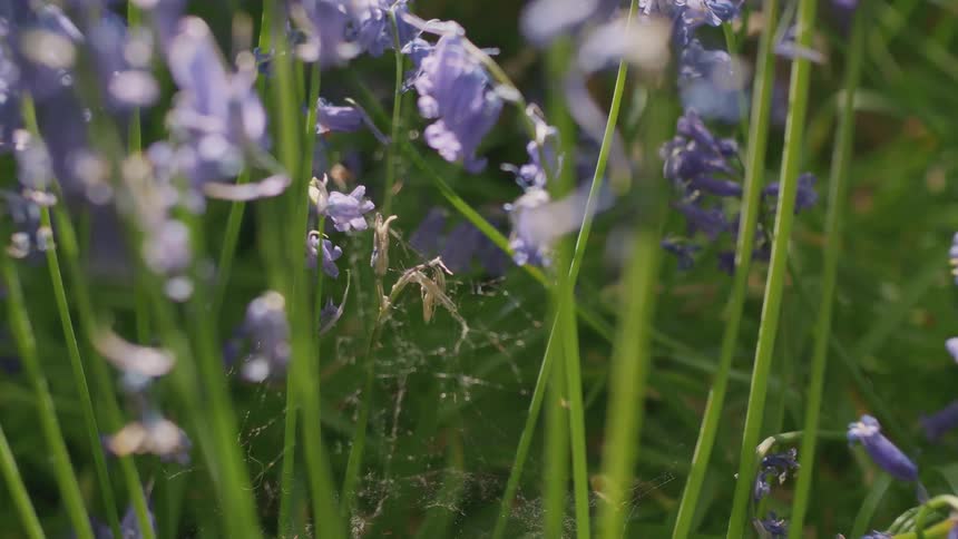 A close-up view of a delicate spiderweb woven between the stems of purple bluebell flowers in a sunlit field