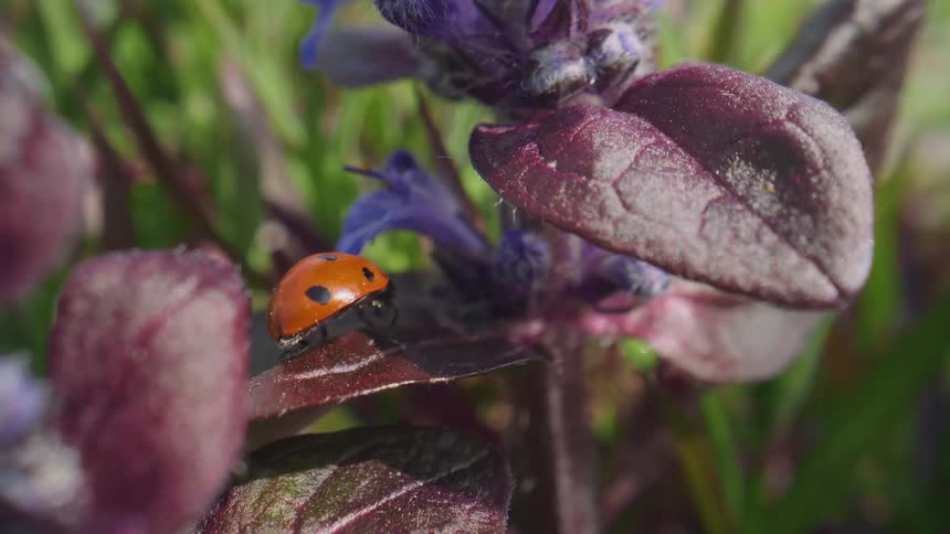 A vibrant orange ladybug sits peacefully on the purple leaf of a plant in a sunlit garden