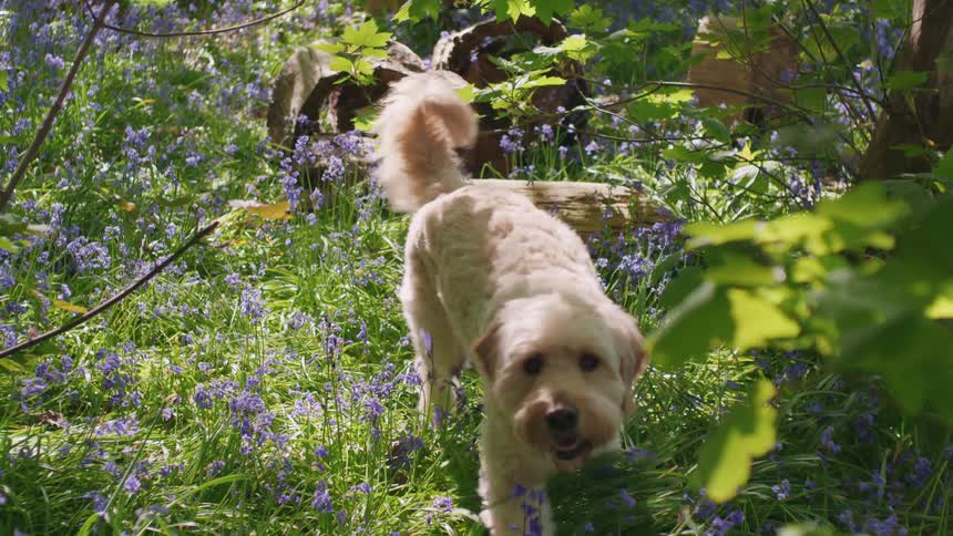 A cute dog wags its tail and walks through a field of bluebells towards the camera in slow motion