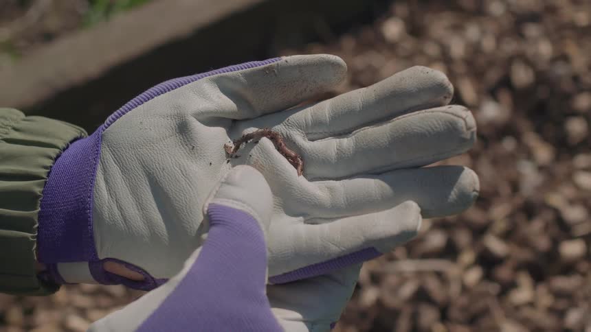 An earthworm wriggles on the palm of a gardener's gloved hand in the bright sunlight