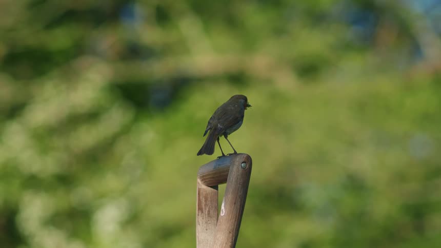 Slow motion shot of a European Robin with a caterpillar in its mouth, perched on a shovel handle before taking flight