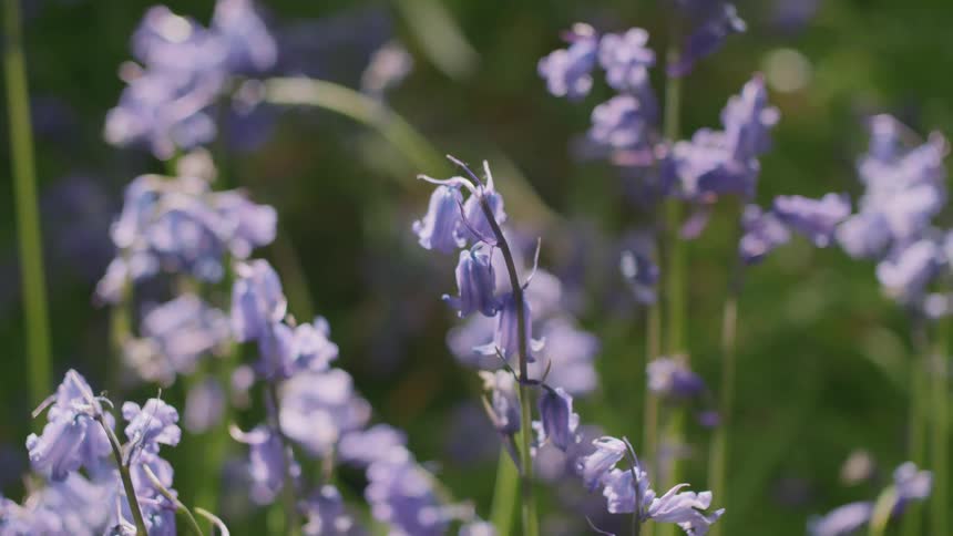 A close-up shot of beautiful purple bluebells with a grasshopper, gently swaying in the breeze in a sun-dappled meadow