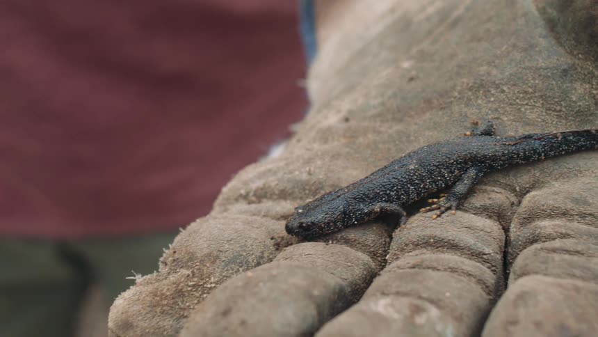 A person wearing a dirty work glove carefully holds a small black great crested newt