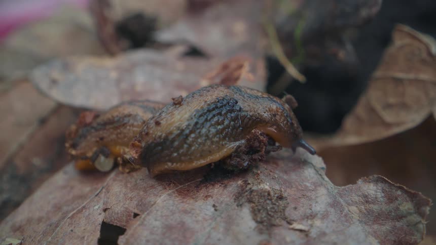A macro close-up of a brown, slimy slug with black stripes retracting its tentacles while resting on a decaying autumn leaf