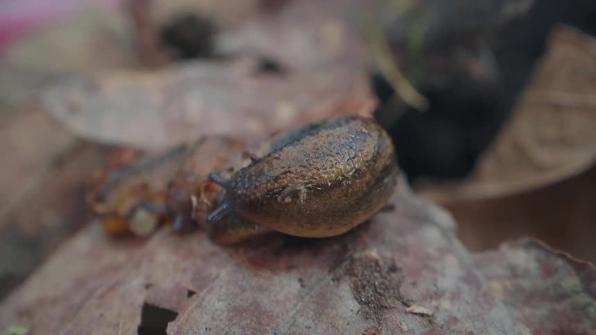 Macro shot of a slimy garden slug slowly extending its tentacles as it moves across a brown leaf