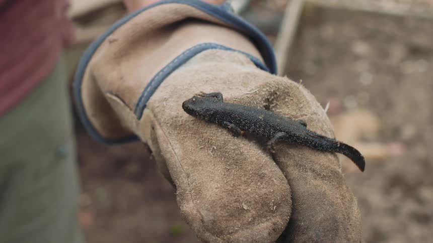 A person wearing a gardening glove holds a small black great crested newt found while working outside