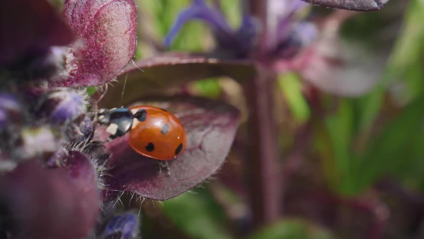 An extreme close-up macro shot shows a red ladybug with black spots grooming itself while sitting on a purple leaf before crawling away