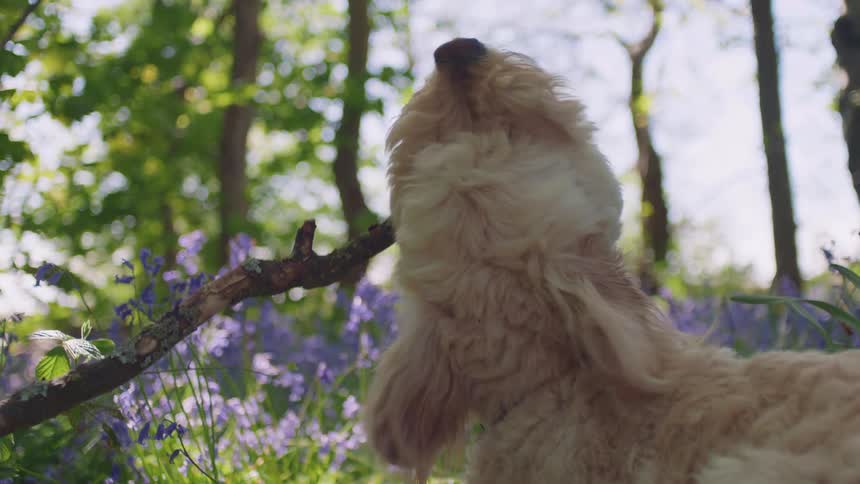 From a low angle, a cute fluffy dog chews on a stick while relaxing in a beautiful forest filled with bluebell flowers