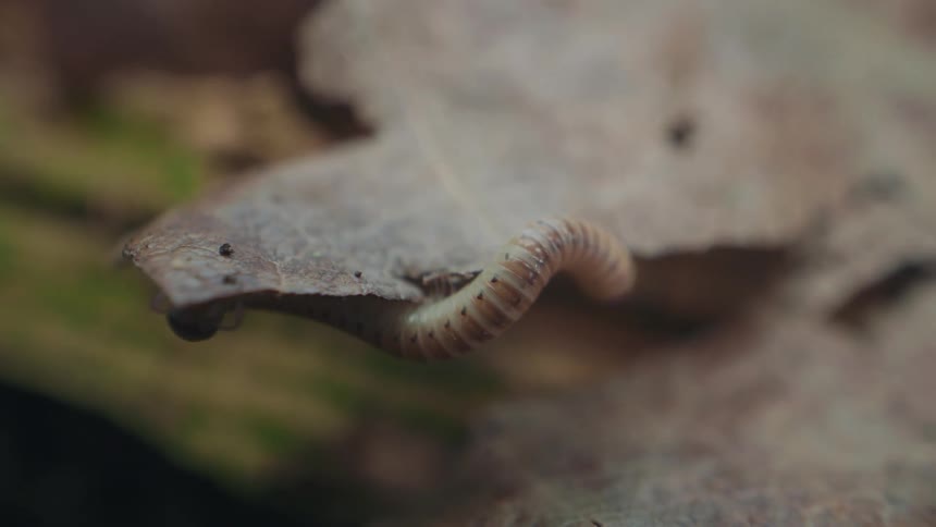 A macro close-up shows a tiny millipede cautiously crawling over the edge of a dry autumn leaf