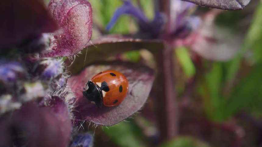 A macro close-up of a vibrant red ladybug resting peacefully on a purple flower petal in a lush garden
