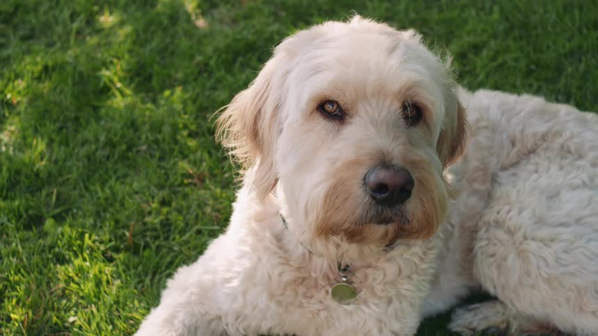 A fluffy white labradoodle dog relaxing on a sunny green lawn turns to look at the camera