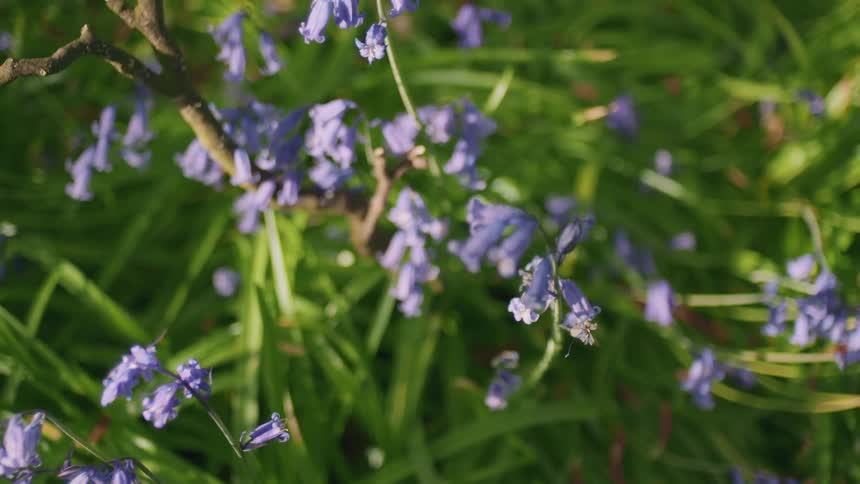 A shallow focus, high-angle shot of bluebell flowers in a grassy field, with the focus pulling back to reveal the wider meadow