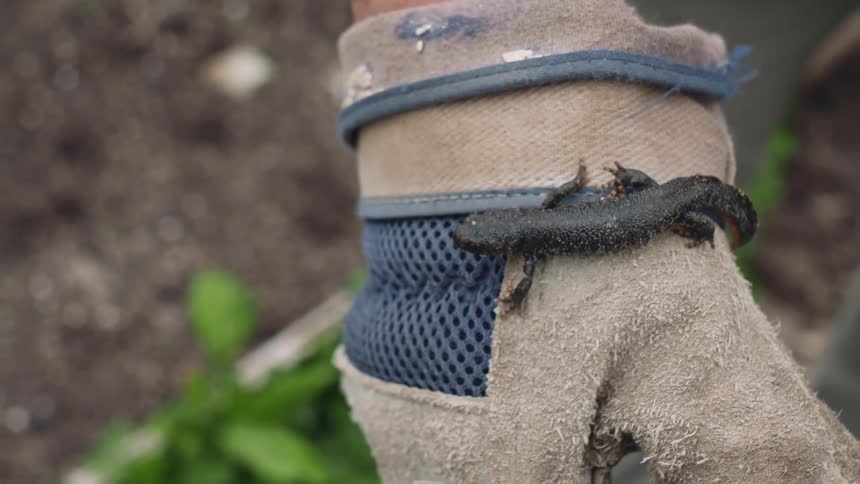 A close-up shot of a small black newt crawling over a person's worn gardening glove