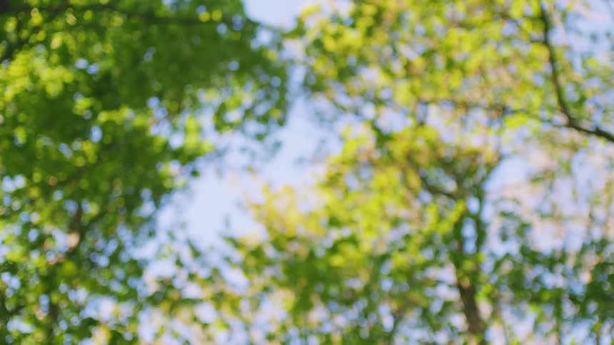 A beautiful forest canopy with lush green leaves comes into focus against a clear blue sky