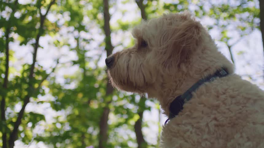 A beautiful low-angle shot of a fluffy golden doodle dog sitting calmly in a sunlit green forest