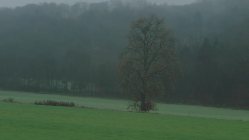 A moody tracking shot of a solitary tree standing in a vibrant green field on a foggy autumn day