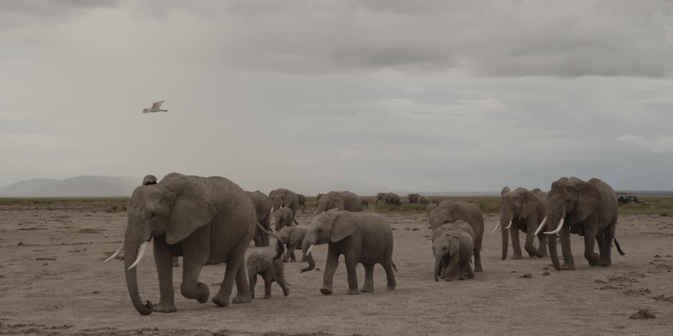 Herd of elephants marching across the plains
