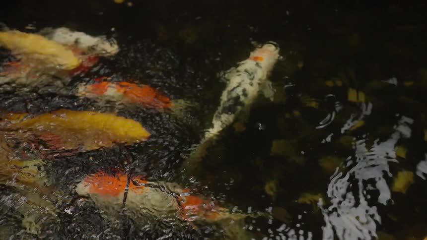 Slow motion shot of vibrant koi fish swimming in a dark pond as raindrops fall on the water's surface