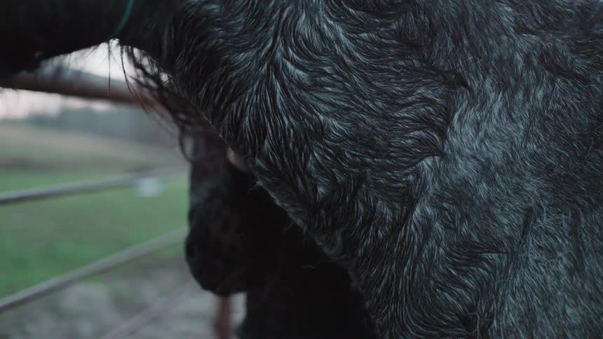 An intimate close-up shot of a person's hand gently scratching the thick, wet fur of a dark horse