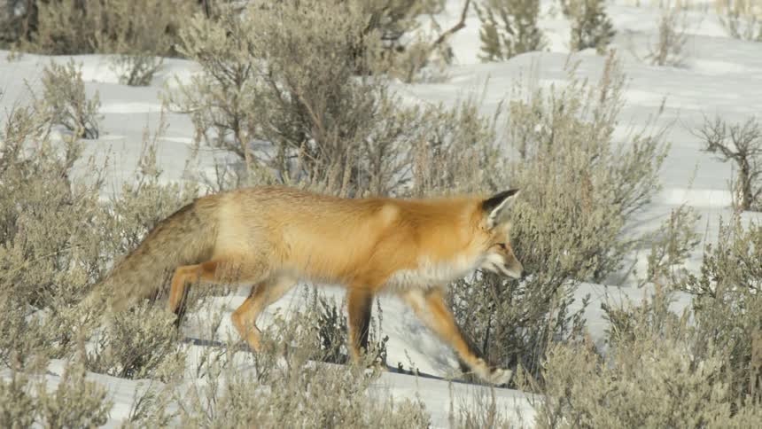A beautiful red fox walks through the sagebrush in the snow in slow motion