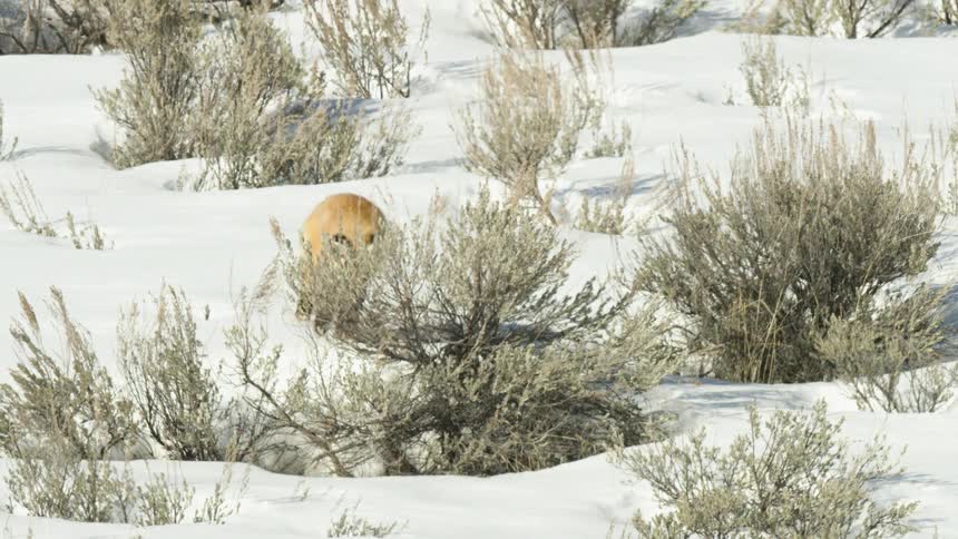 A vibrant red fox demonstrates its hunting prowess by diving headfirst into the deep snow to catch prey among the winter sagebrush