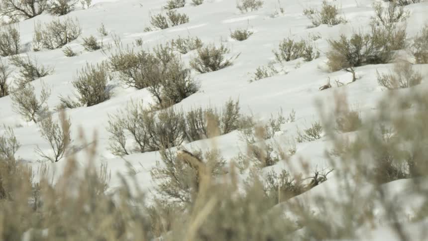A wild red fox walks across a snowy hillside covered in shrubs and lies down to rest in the sun