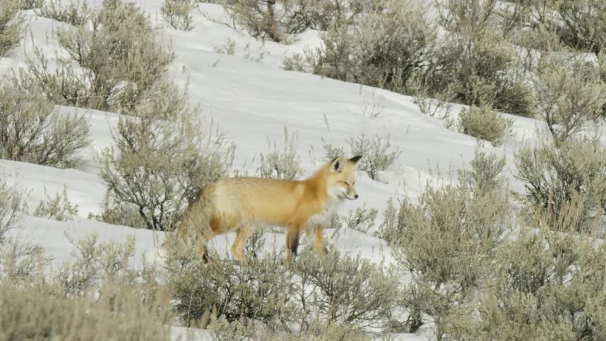 A majestic red fox pauses on a snowy hillside surrounded by sagebrush before looking towards the camera