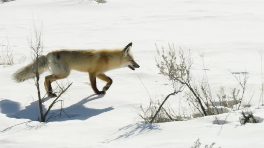 A beautiful red fox walks through the deep snow on a sunny winter day in a stunning slow-motion shot