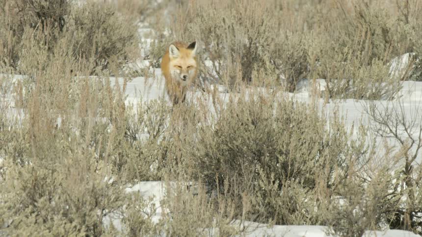 A wild red fox cautiously walks through a snowy sagebrush field in slow motion