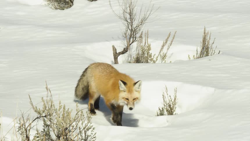 A beautiful red fox stands in the bright snow on a sunny day before slowly walking through the winter landscape