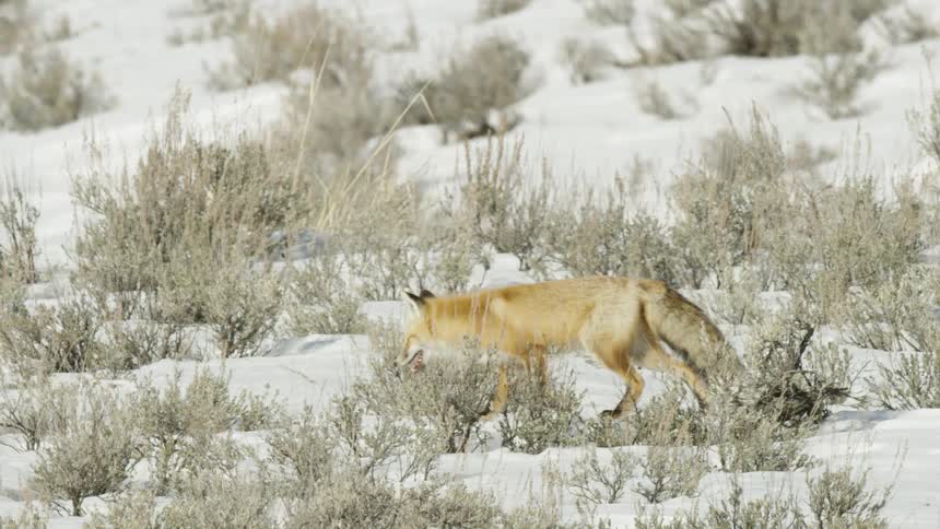Slow motion footage shows a red fox walking through a snowy, sagebrush-covered landscape on a sunny day