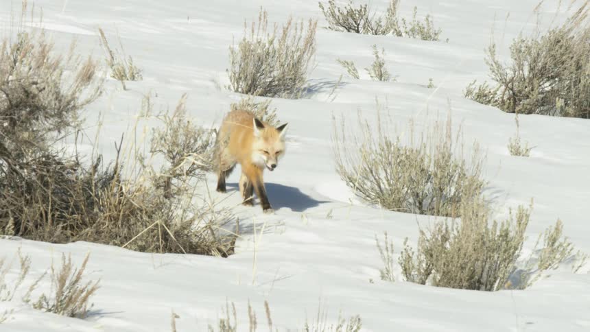 A beautiful red fox walks through the snow-covered sagebrush on a bright winter day in slow motion