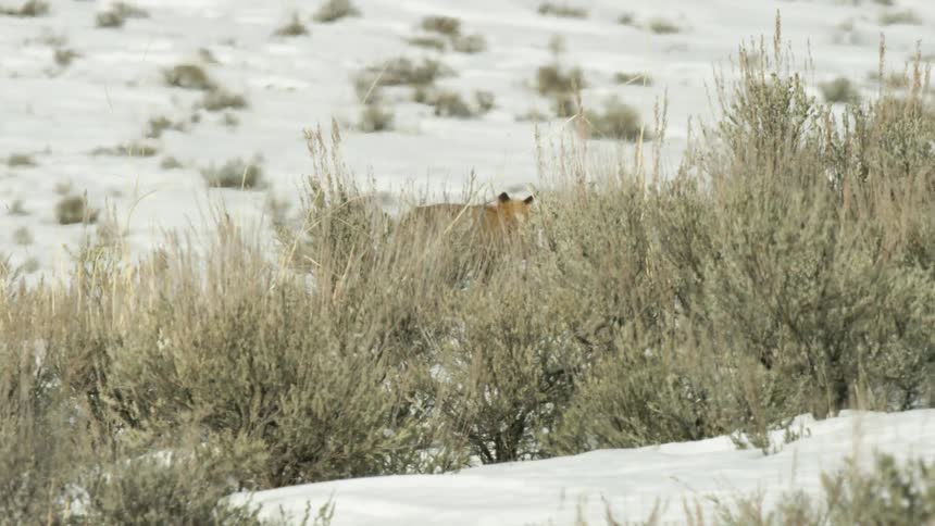 A red fox forages for food then disappears into the snowy brush on a cold winter day