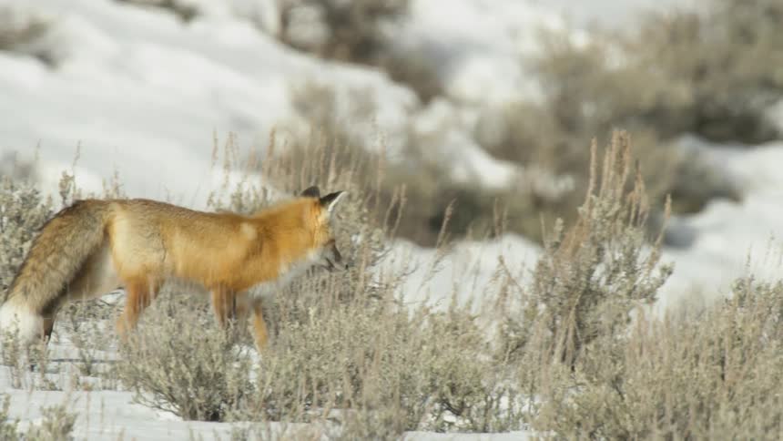 A beautiful red fox trots gracefully through the snow and sagebrush on a sunny winter day in slow motion