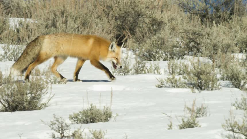 A wild red fox makes its way across a snowy landscape covered in sagebrush on a bright winter day