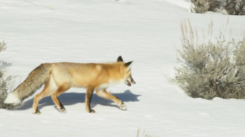 A beautiful red fox with a fluffy tail walks through a bright, snowy landscape in slow motion