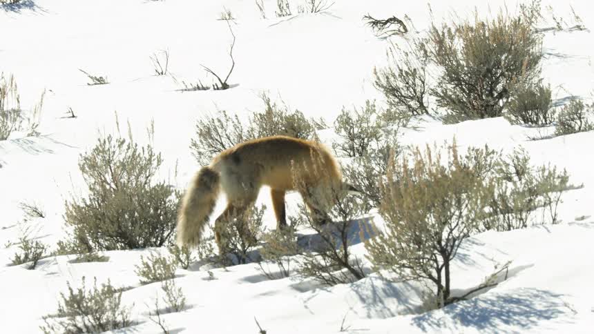 Slow motion shot of a wild red fox listening intently and hunting for its prey under the deep snow on a bright, sunny winter day