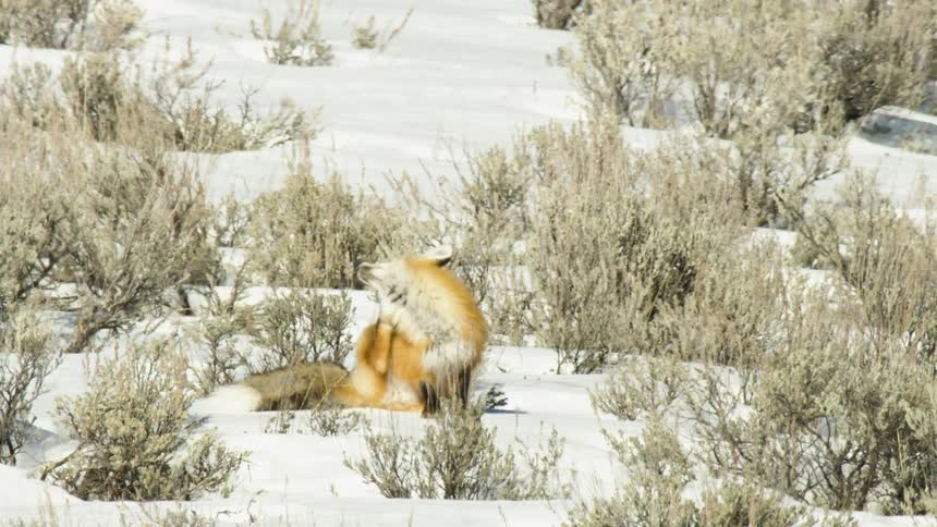 An elegant red fox takes a break in a snowy field, sitting and scratching itself before continuing its journey