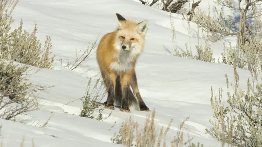 A beautiful red fox yawns and walks through the deep snow of a winter landscape in stunning slow motion